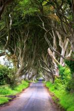 Dark Hedges - neskutečná cesta, kterou musíte vidět