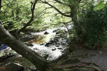 Tollymore Forest Park je úchvatné místo vhodné k prozkoumání